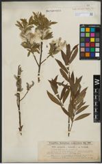 Foto von Salix purpurea L. x Salix viminalis L.